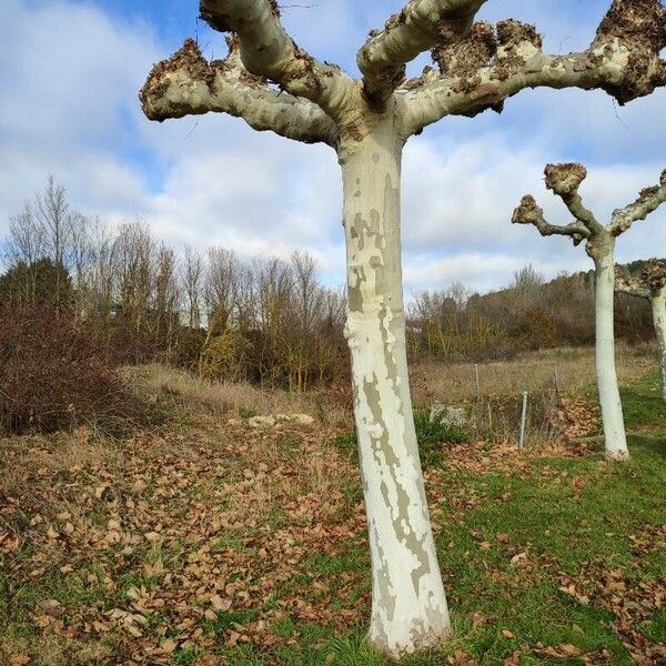 Platanus occidentalis Bark