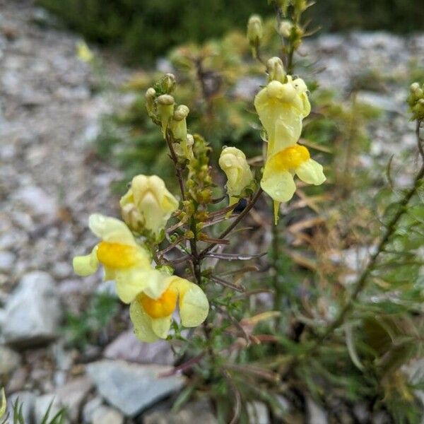 Linaria supina 花