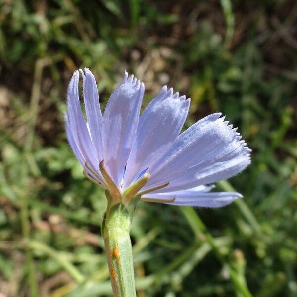 Cichorium intybus Kukka