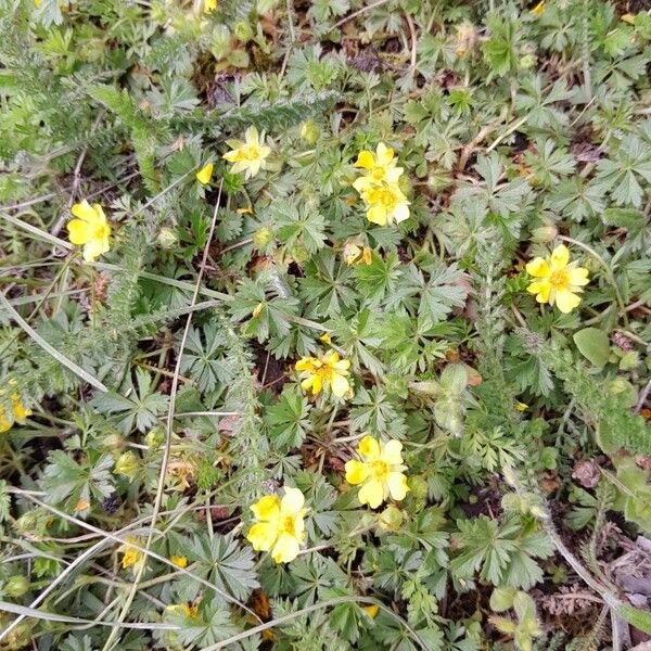 Potentilla verna Облик