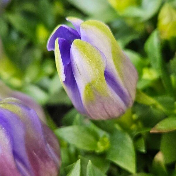 Gentiana scabra Žiedas