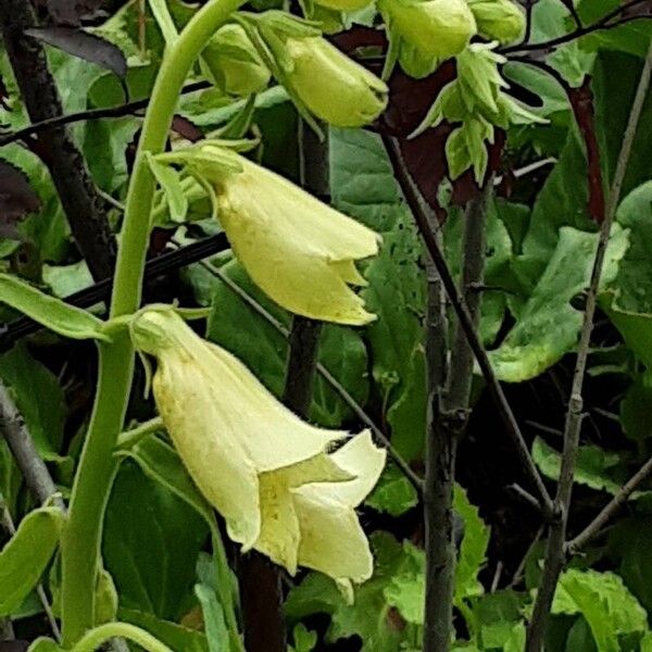 Digitalis grandiflora ফুল