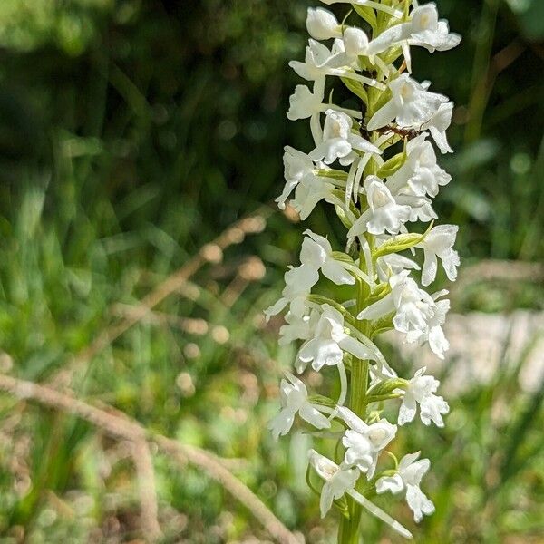 Gymnadenia odoratissima Blüte