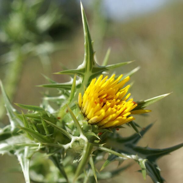 Scolymus maculatus Flower