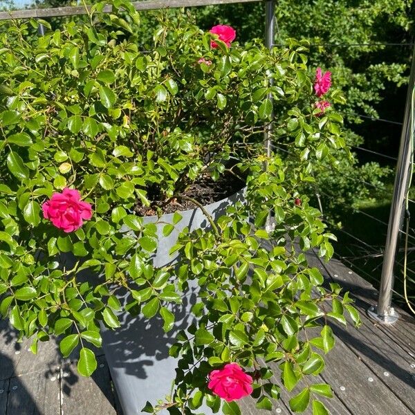Rosa pendulina Virág