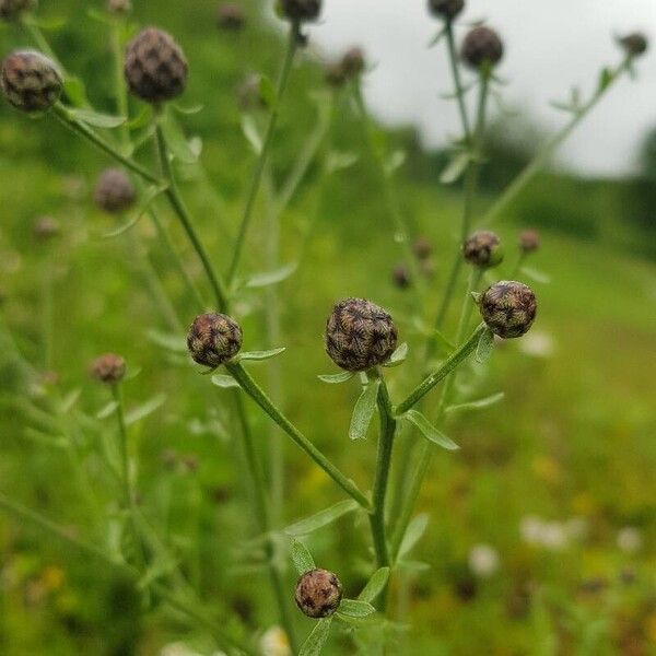 Centaurea stoebe Kwiat