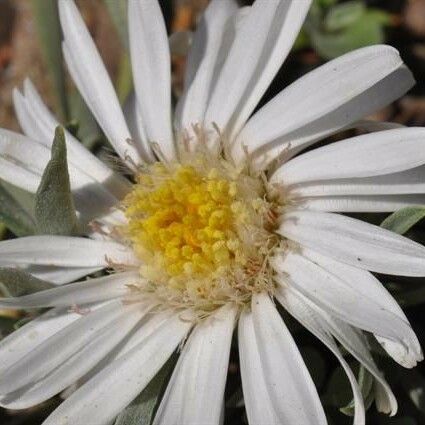 Townsendia exscapa Flors