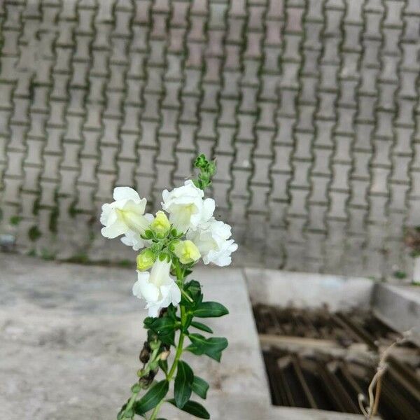 Antirrhinum majus Flower