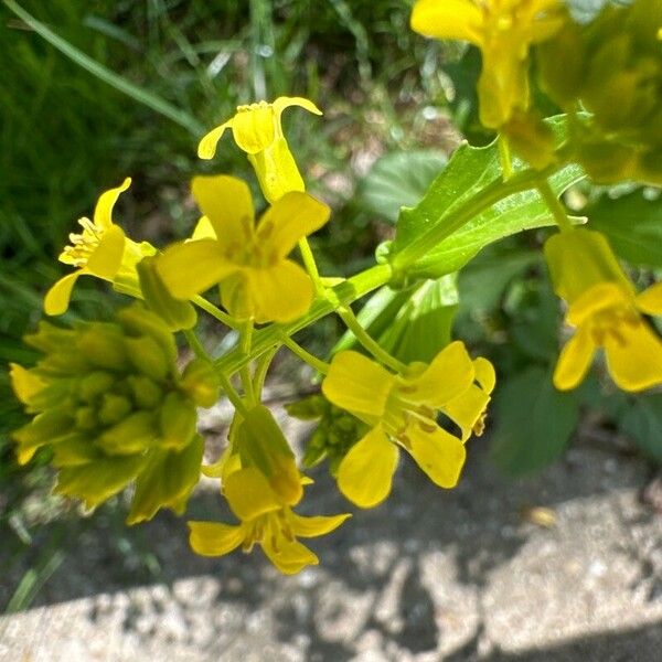 Barbarea orthoceras Flor