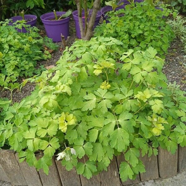 Aquilegia nigricans Yeri