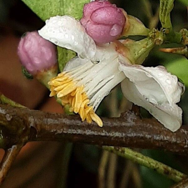 Citrus japonica Virág