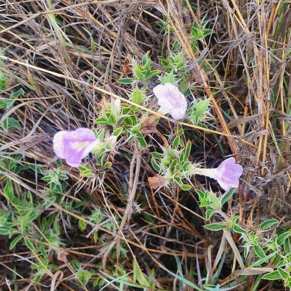 Barleria delamerei Blomma