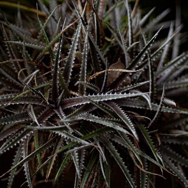 Dyckia goehringii ᱥᱟᱠᱟᱢ