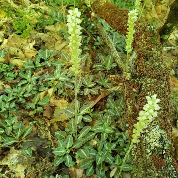 Goodyera pubescens عادت