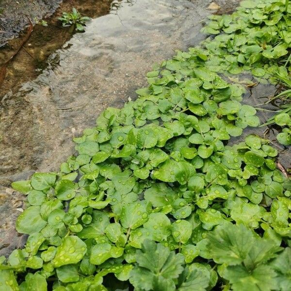 Nasturtium officinale Folha