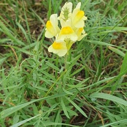 Linaria vulgaris Цветок