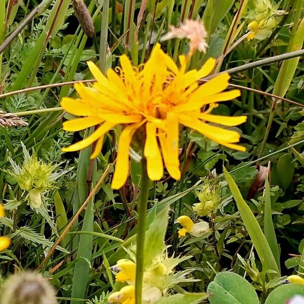 Crepis pyrenaica Цветок