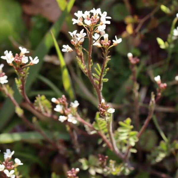 Cardamine occulta 花