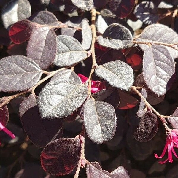 Loropetalum chinense Blad