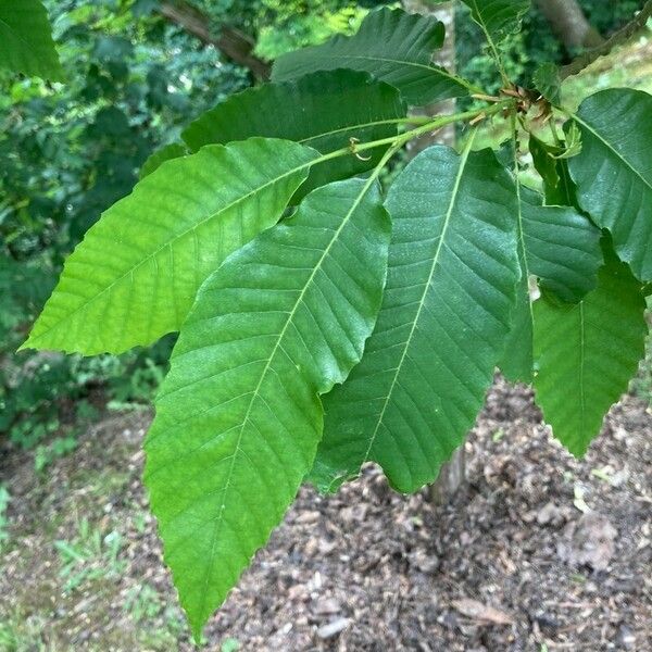 Castanea sativa List