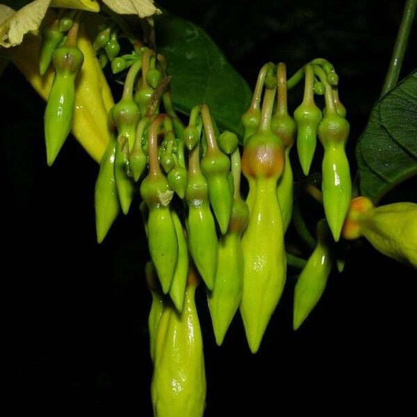Odontadenia macrantha 果實