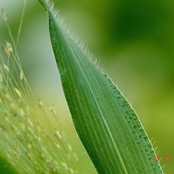 Panicum capillare Blatt