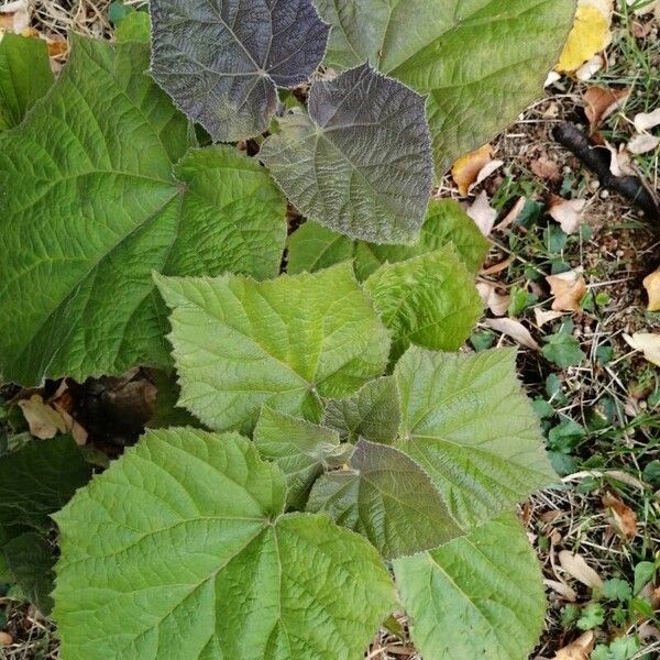 Paulownia tomentosa Leaf