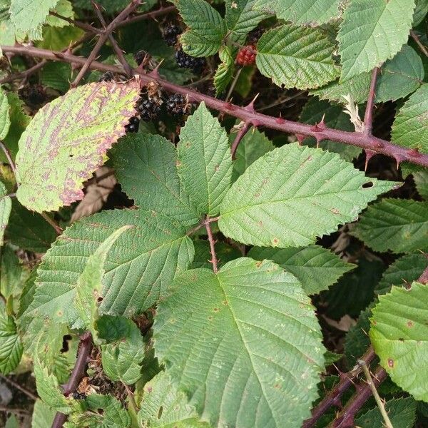 Rubus ulmifolius Ліст