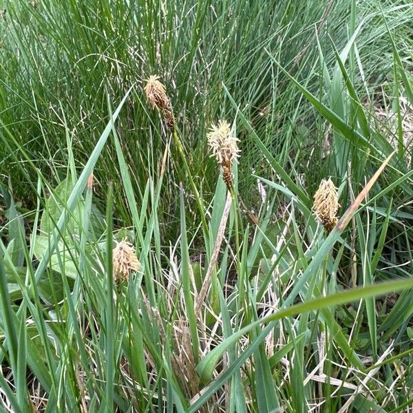 Carex caryophyllea Агульны выгляд