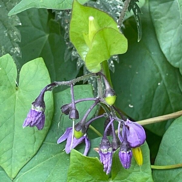 Solanum dulcamara Blodyn