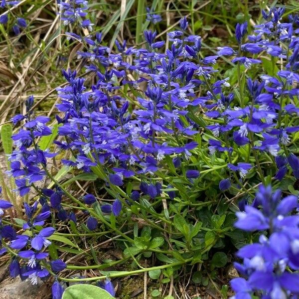 Polygala calcarea 花