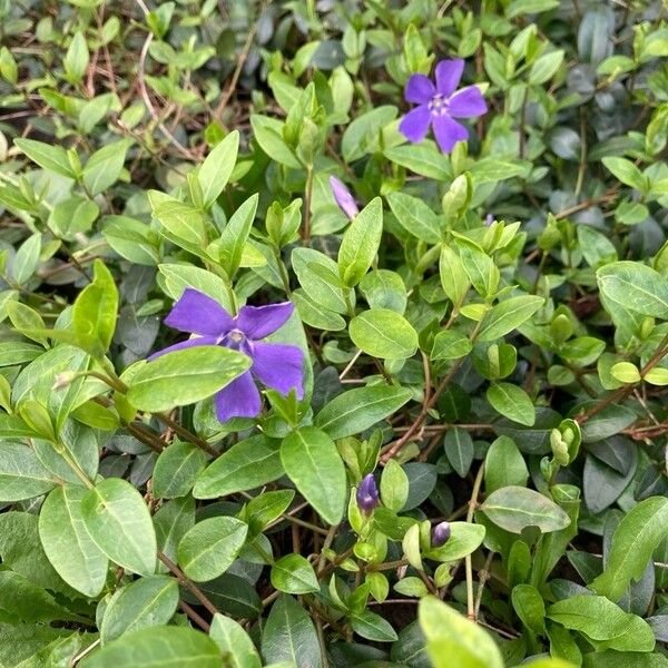 Vinca minor Ліст