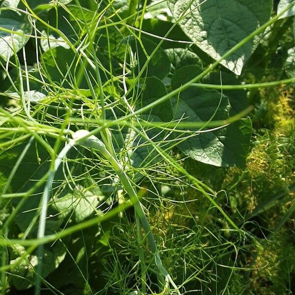 Foeniculum vulgare Folha