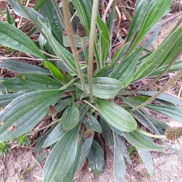 Plantago lanceolata পাতা