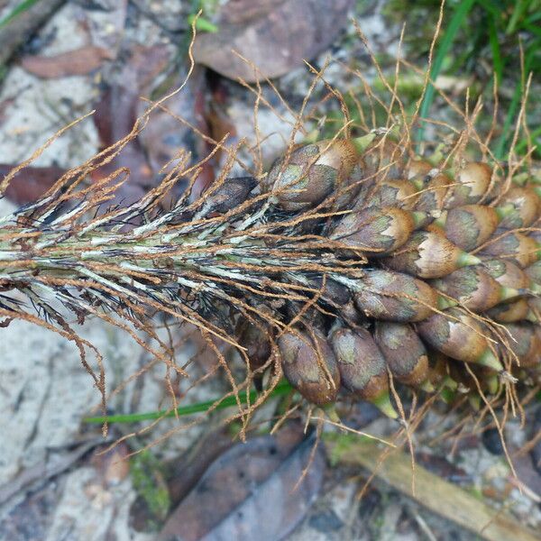 Astrocaryum paramaca Fruit