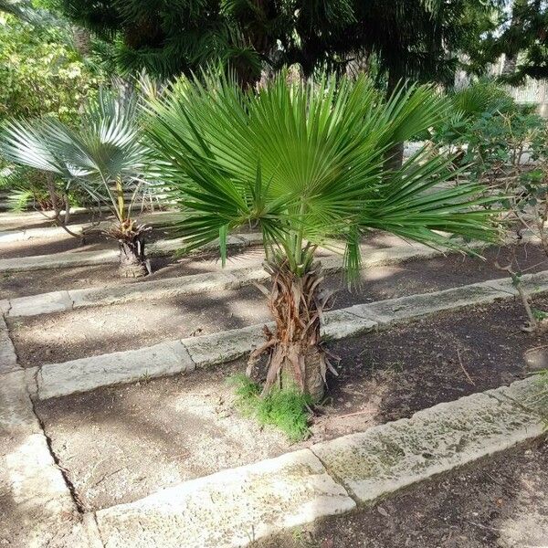 Washingtonia robusta Лист