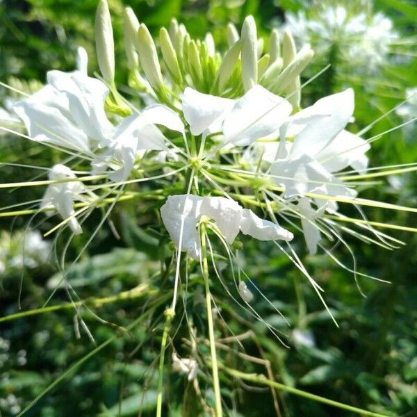 Cleoserrata speciosa Flower