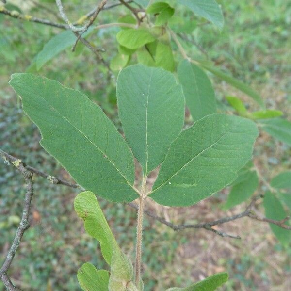 Acer maximowiczianum Folio