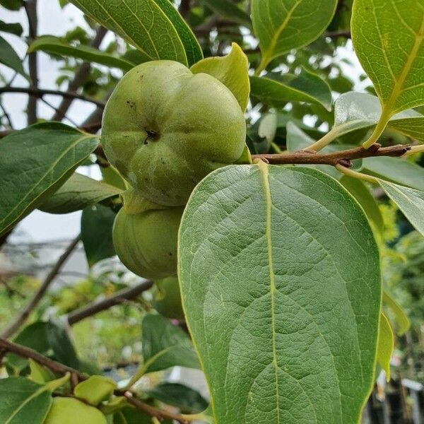 Diospyros virginiana Fruto