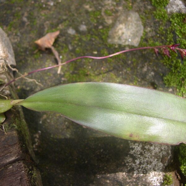 Bulbophyllum pumilum Leaf