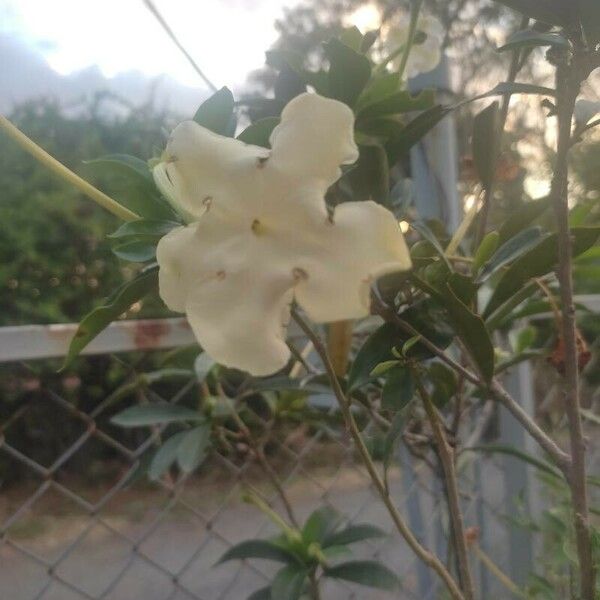 Brunfelsia americana Virág