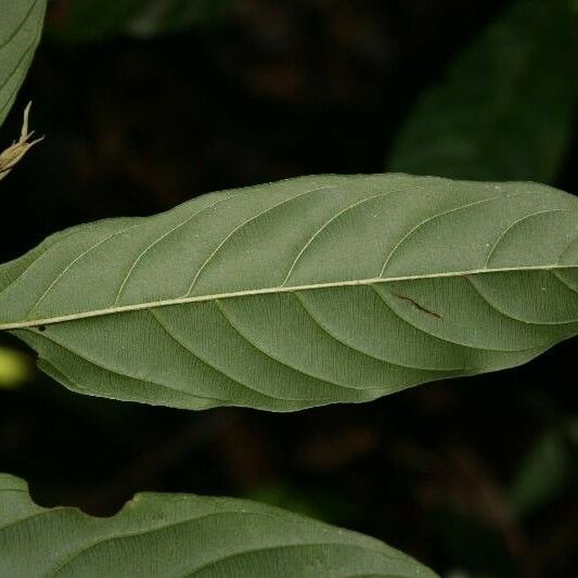 Ryania speciosa Leaf