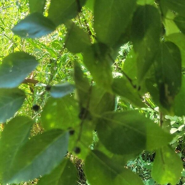 Celtis laevigata Fuelha