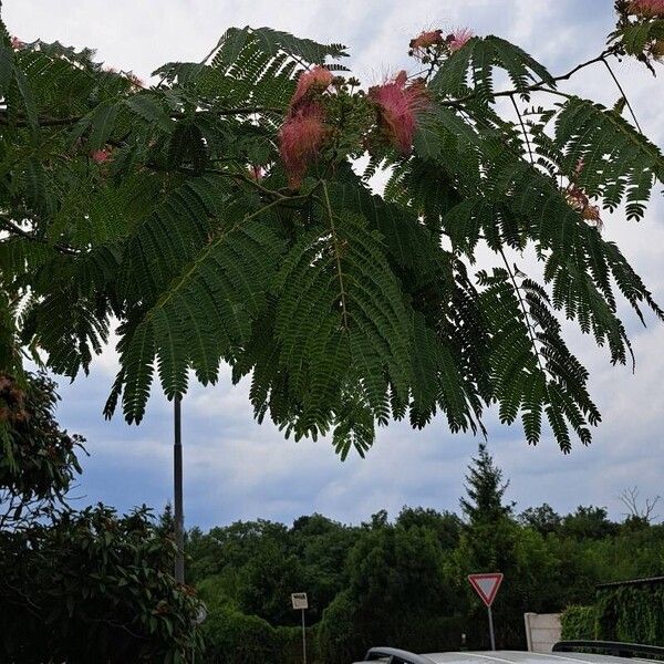 Albizia julibrissin Virág