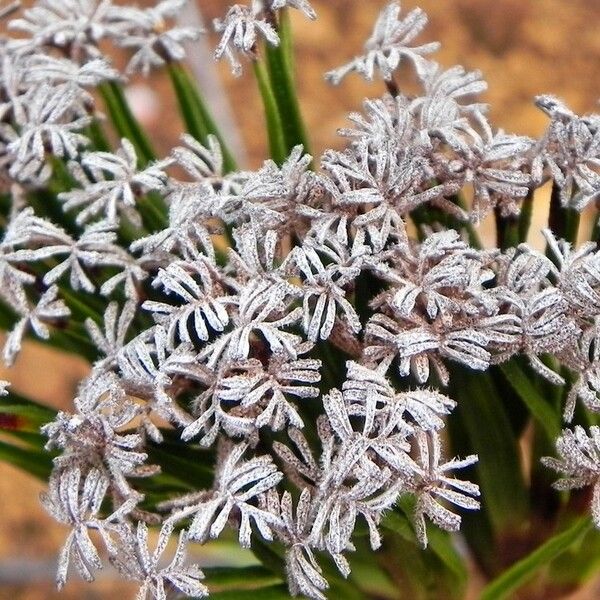 Schizaea dichotoma Frukto