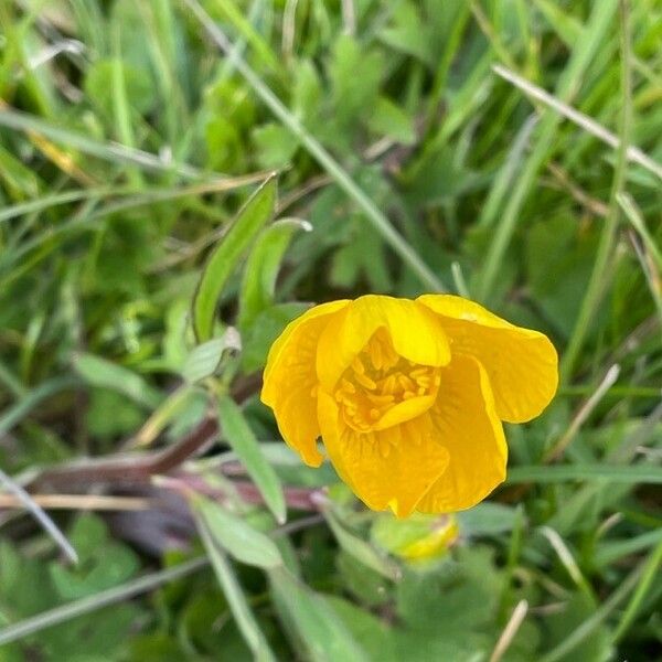 Ranunculus bulbosus Flower