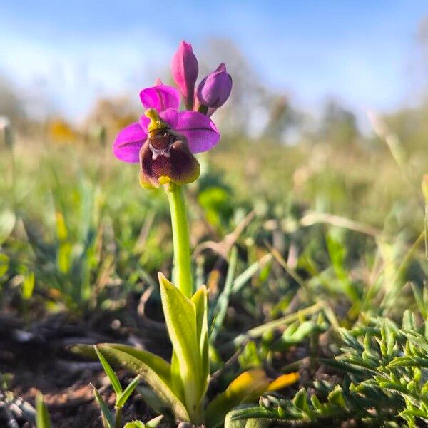 Ophrys tenthredinifera പുഷ്പം