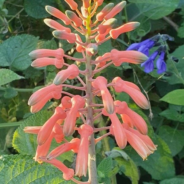 Aloe amudatensis Fleur