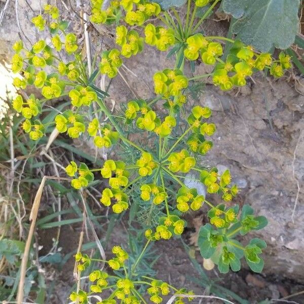 Euphorbia cyparissias Floare