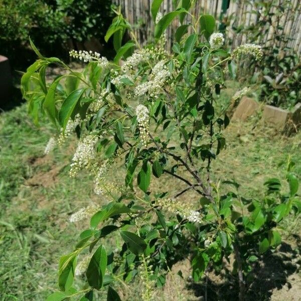 Prunus serotina Habitatea